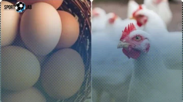 بورصة الدواجن تعلن أسعار الفراخ البيضاء والساسو اليوم الجمعة 7 نوفمبر 2025 بعد التذبذب السعري